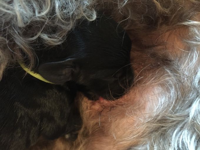 Olla, 270g geboren um 12h00 grünes Band

